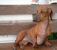 Cachorro 9.jpg